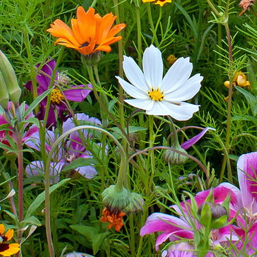 Buy the highest quality Wildflower Seeds & Mixes to enhance your organic garden. Buy Wildflower Seeds & Mixes now and scatter your garden with ease from the USA now!