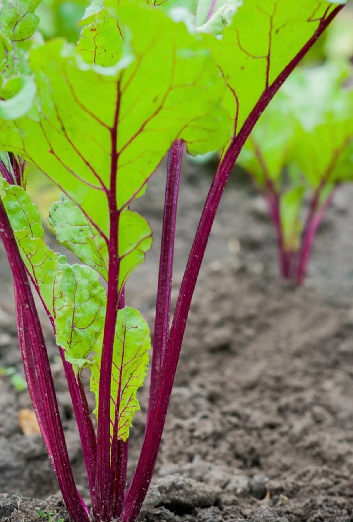 Beet Multi The Best Organic Non-GMO Heirloom All Beet Seeds | SeedsNow.com