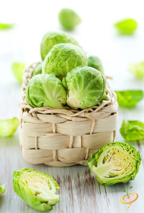 Brussels Sprouts Seeds | High-Quality Organic NON-GMO Heirloom Seeds