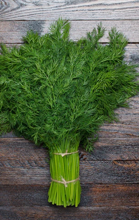 Organic dill seeds for planting with feathery leaves and yellow flowers