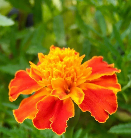 Close-up of vibrant marigold flowers representing high-quality marigold seeds for organic gardening