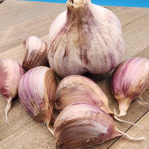 Garlic - (Hard Neck) Russian Red