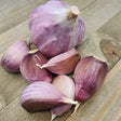 Fresh hard neck porcelain garlic bulb from SeedsNow-Garlic, showcasing its white papery skin and tightly packed cloves.