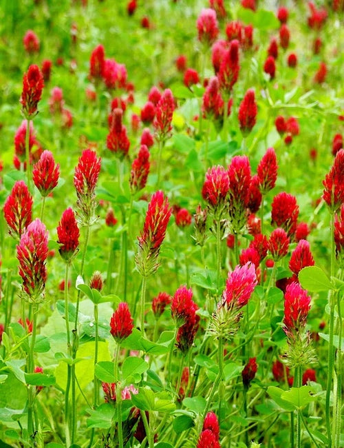 GROW ZONES Get Free Shipping! 🌱