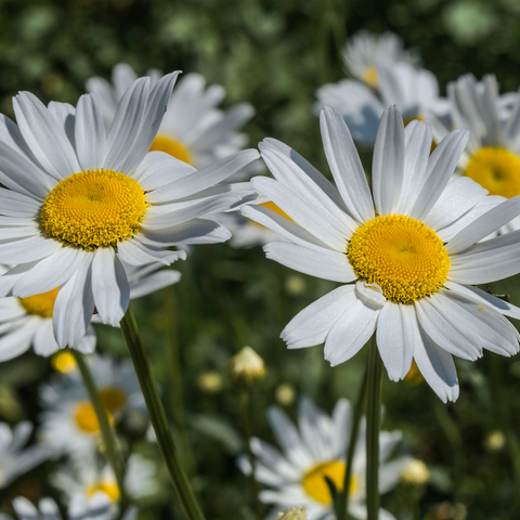 flower seeds bunnings Ox-Eye Daisy seeds