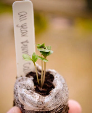Plant label markers