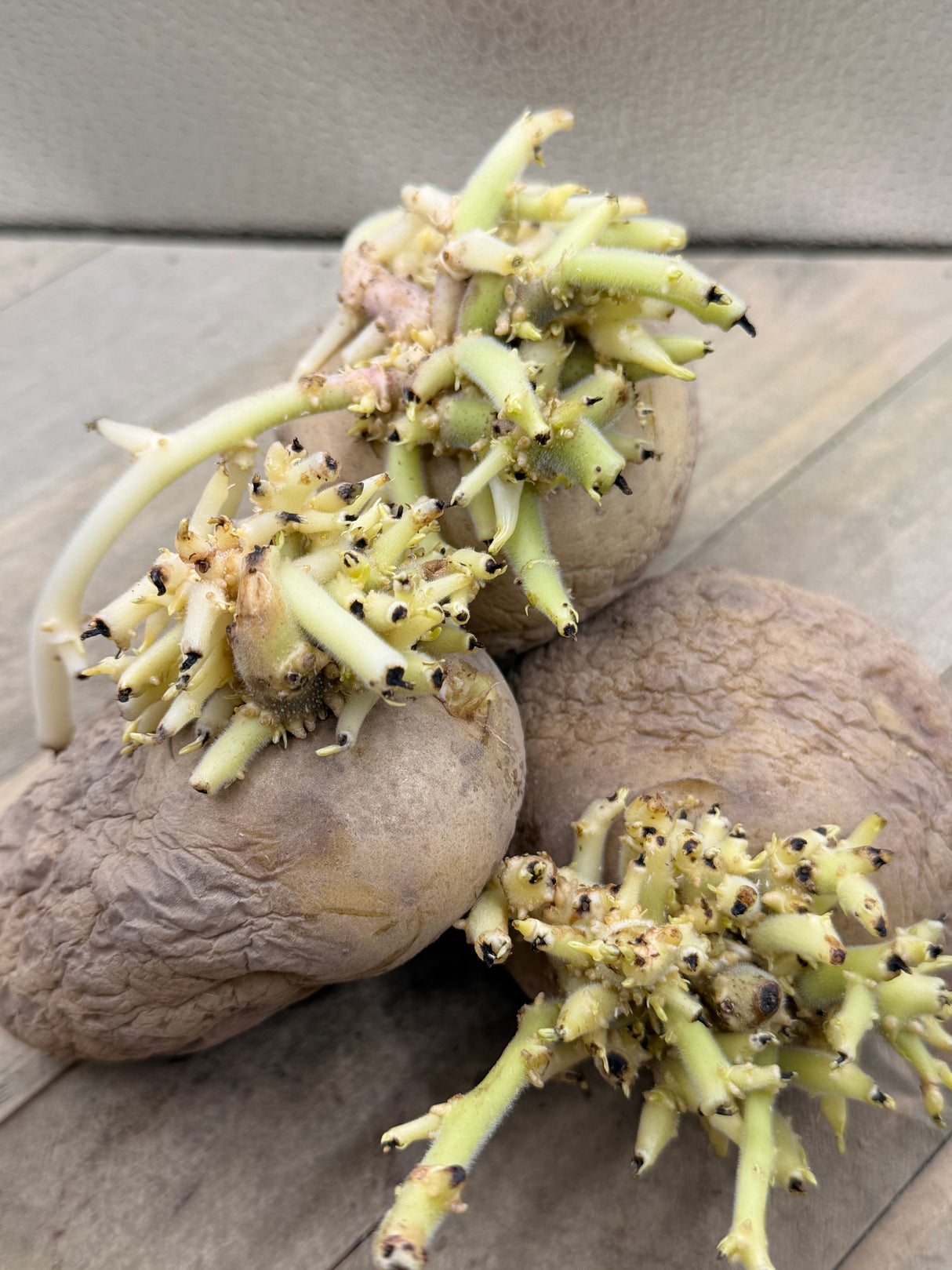 Potato (Mid-Season) - Kennebec (Organic rounds) - SeedsNow.com - Potato Seed