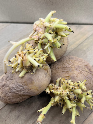 Potato (Mid-Season) - Kennebec (Organic rounds) - SeedsNow.com - Potato Seed