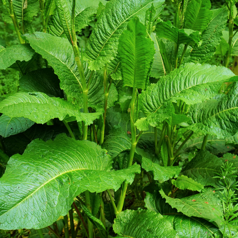 large leaf sorrel herb seeds for planting Sorrel