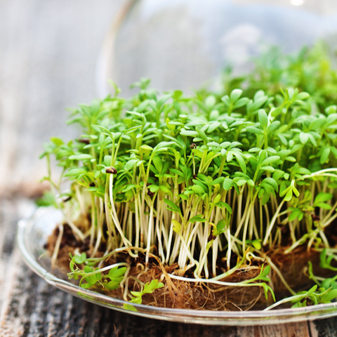 where to buy garden cress seeds near me Sprouts/Microgreens