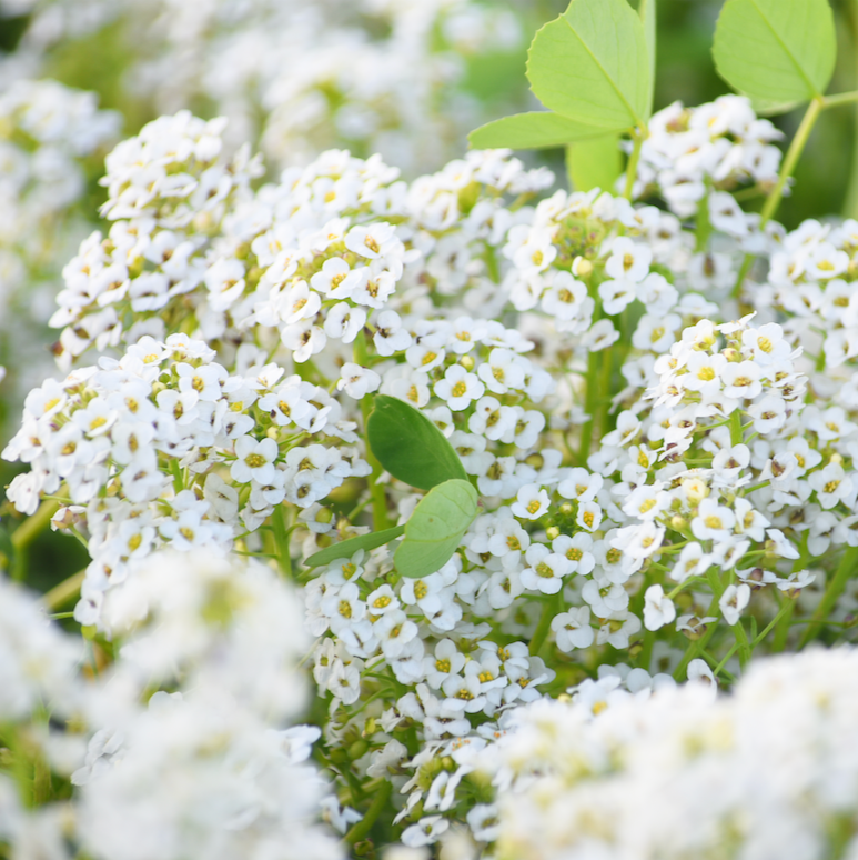snow plant seeds Alyssum flower seeds - Carpet of Snow Sweet Alyssum