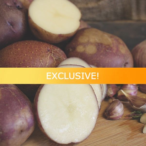 Potato (Early-Season) - Caribe (Organic/Heirloom)