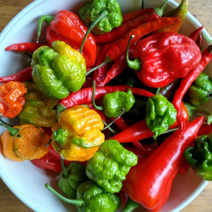 *NEW!* All-in-One HOTTEST PEPPERS! 🌶️🔥🥵 Garden Variety Pack