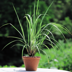 Lemon Grass seeds