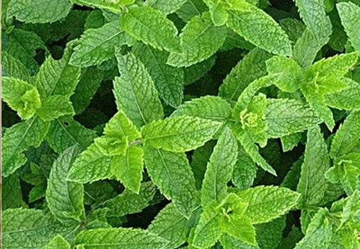 ペパーミントページ Mint - Peppermint Seeds at SeedsNow.com
