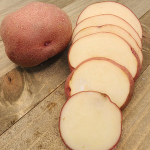 planting red pontiac seed potatoes Potato (Mid-Season)