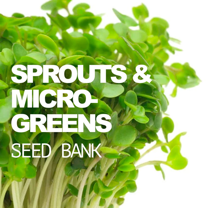 All-in-One Sprouts/Microgreens Seed Bank w/Sprouting Jar - SeedsNow.com
