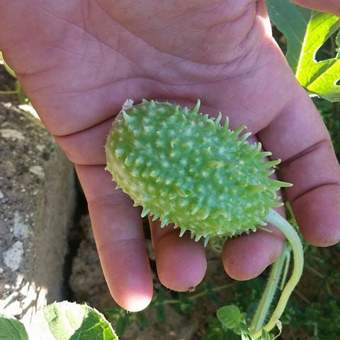 Where to Buy Cucumber - Cucamelon, West Indian Burr Gherkin seeds 