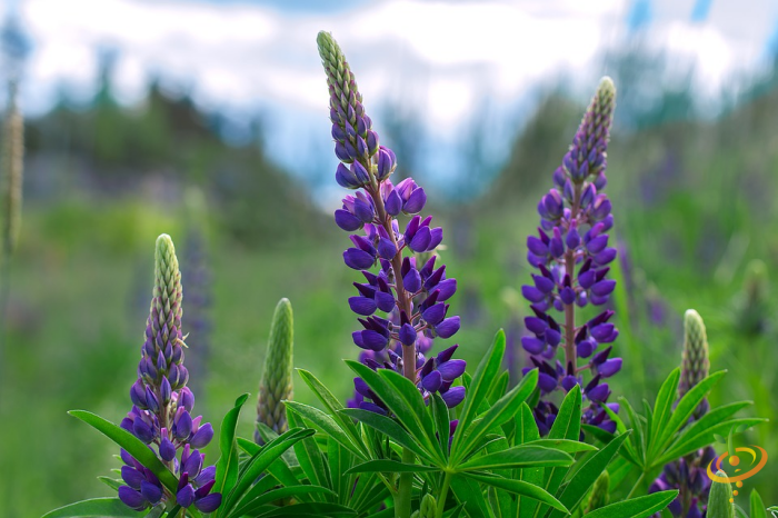 Wildflowers - Lupine Scatter Garden Seed Mix