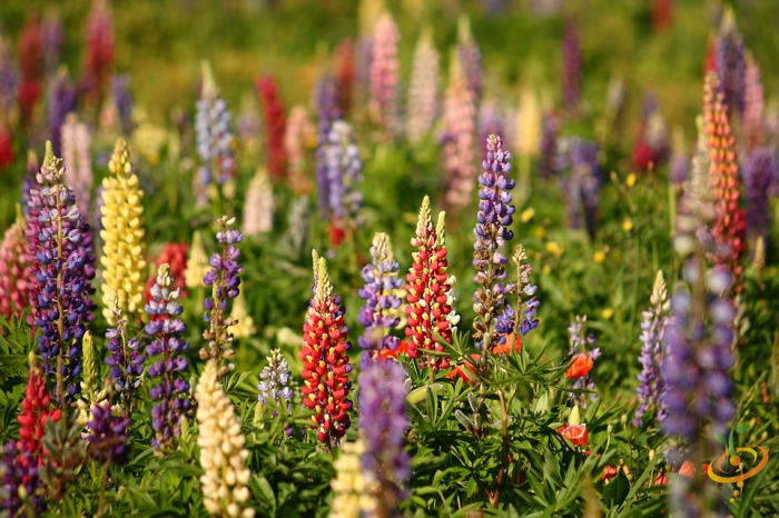 Wildflowers - Lupine Scatter Garden Seed Mix