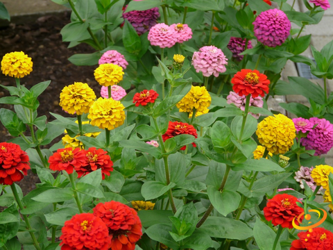 Butterfly pollinator wildflower mix from Seeds Now