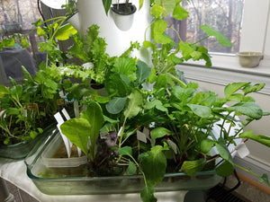 tower garden seed starting Seed Starter Kit for Tower Garden *Fall & Winter*