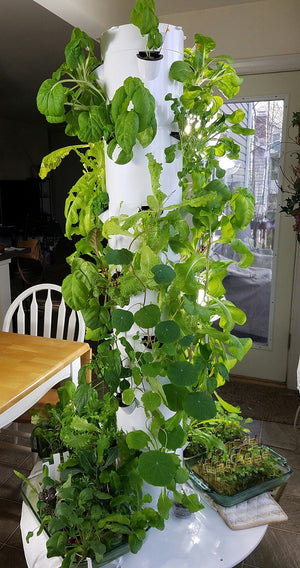 vertical garden seeds Seed Starter Kit for Tower Garden *Fall & Winter*