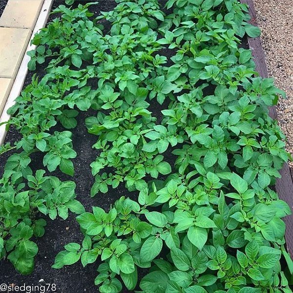 Potato (Early-Season) - King Edward (Organic/Heirloom) - SeedsNow.com