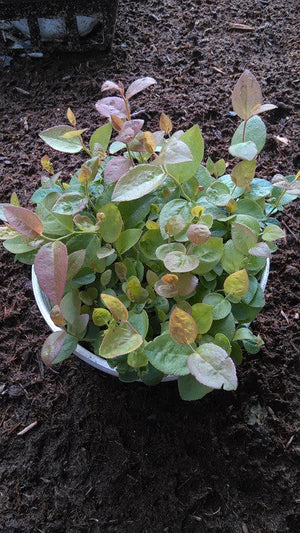 planting blueberries seeds Blueberry, Highbush seeds – SeedsNow.com