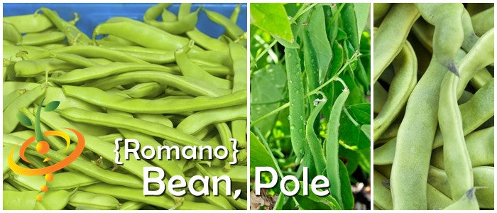 Bean (Bush) - Romano.
