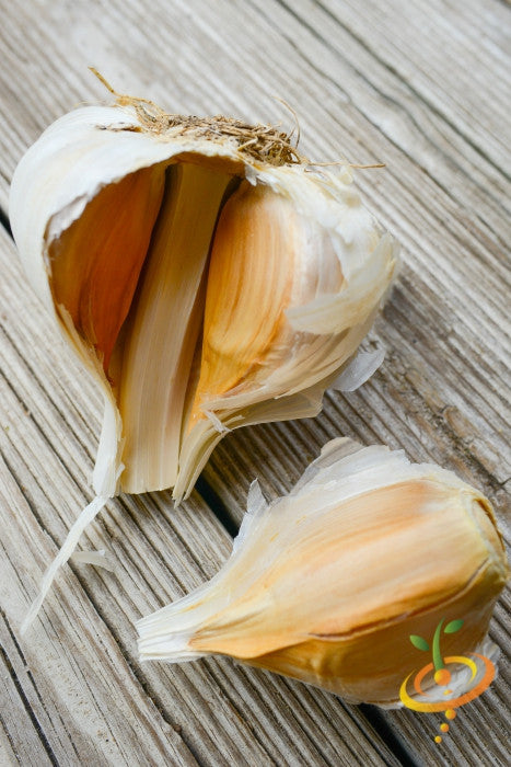Garlic (Soft Neck) - Elephant *PRE-ORDER* - SeedsNow.com