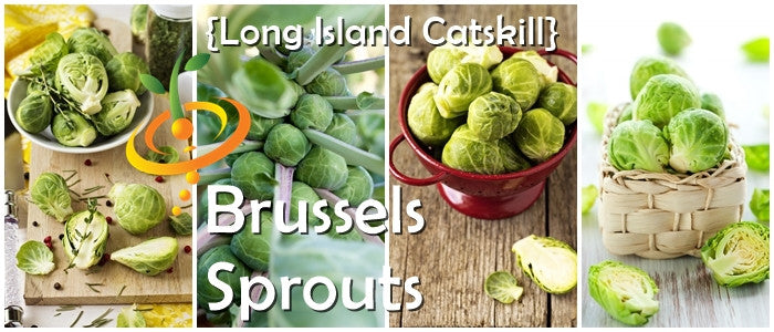 Brussels Sprouts - Long Island Catskill.
