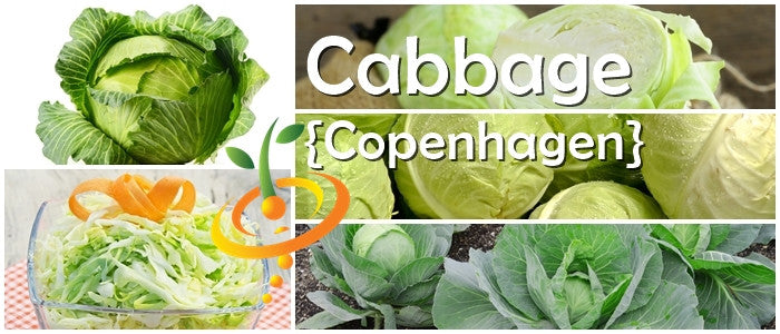 Cabbage - Copenhagen.