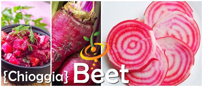 Shop Beet - Chioggia NOW! - Buy organic non-gmo heirloom seeds 🌱 ...