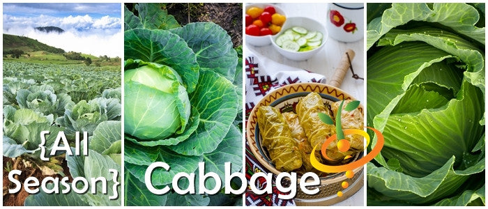 Cabbage - All Season.