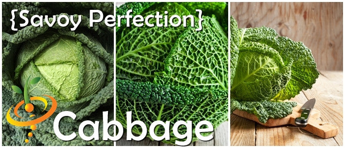 Cabbage - Savoy Perfection.