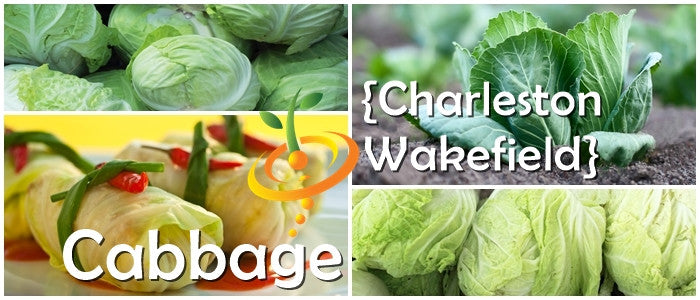 Cabbage - Charleston Wakefield.