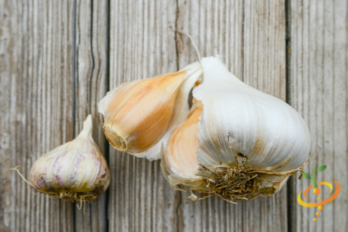 Garlic (Soft Neck) - Elephant *PRE-ORDER* - SeedsNow.com