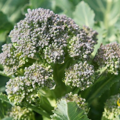 Close-up of blue-green Broccoli Di Cicco flower heads on short strong stems in a garden setting