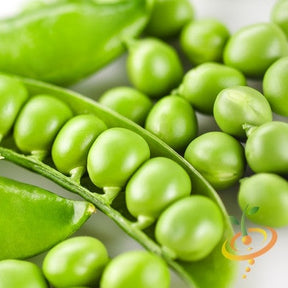 Close-up of fresh green Wando peas in pods and loose peas showing healthy seeds