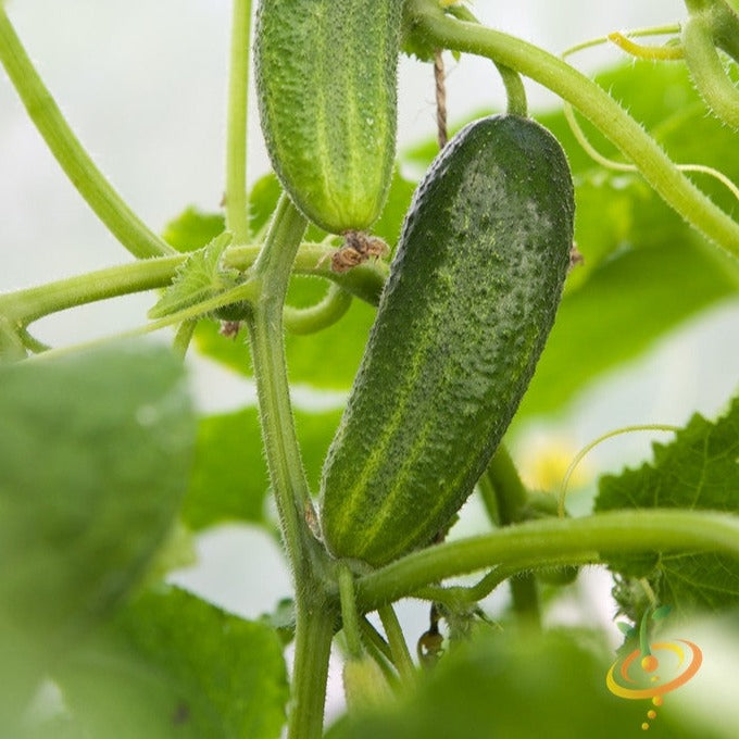 Cucumber - Space Master - SeedsNow.com