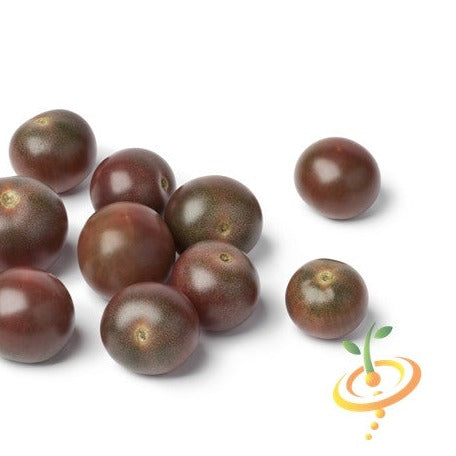 Tomato - Cherry, Chocolate (Indeterminate) - SeedsNow.com