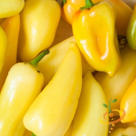 Pepper (Hot) - Jalapeño, Yellow (Caloro)  🔥