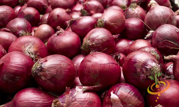 Onion - Red Burgundy (Short Day) seeds | SeedsNow.com
