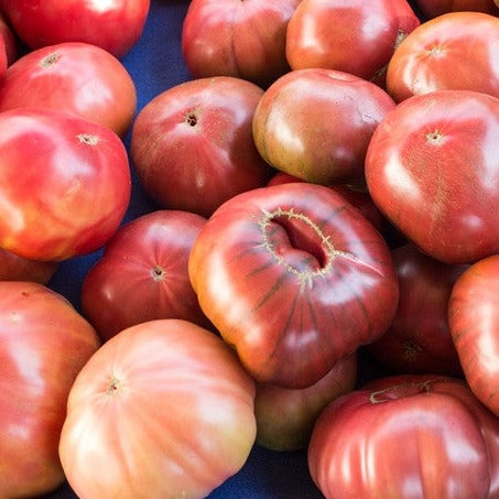 Tomato - Brandywine, Pink (Indeterminate) - SeedsNow.com