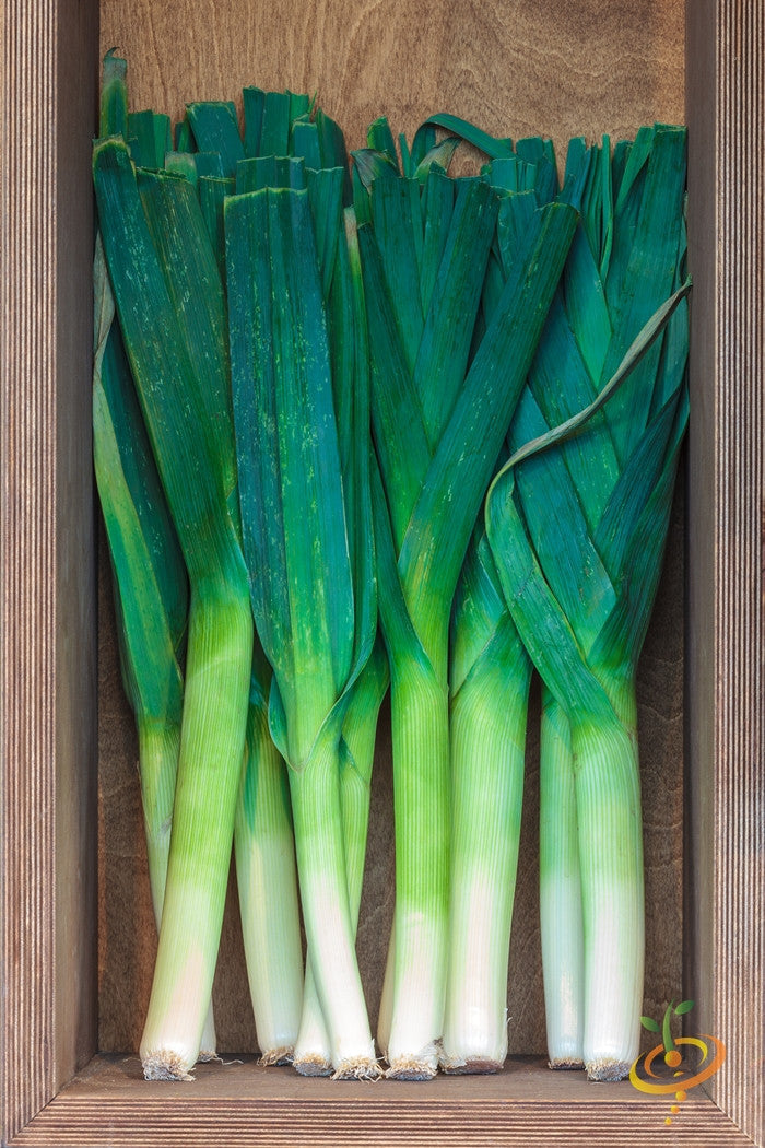 Buy Leek seeds online in the USA - Allium ampeloprasum var. porrum