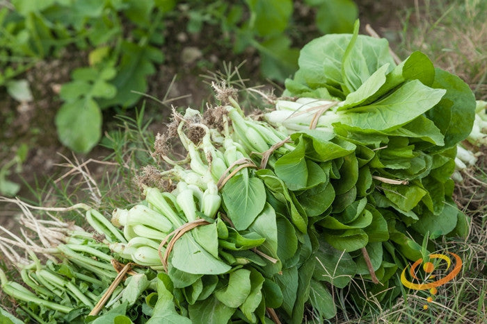 Buy Cabbage Bok Choy Chinese Pak Choi seeds for sale online in the