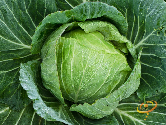 nonGMO Cabbage Drumhead seeds!