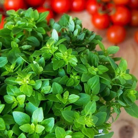 oregano herb plant Oregano - Italian seeds