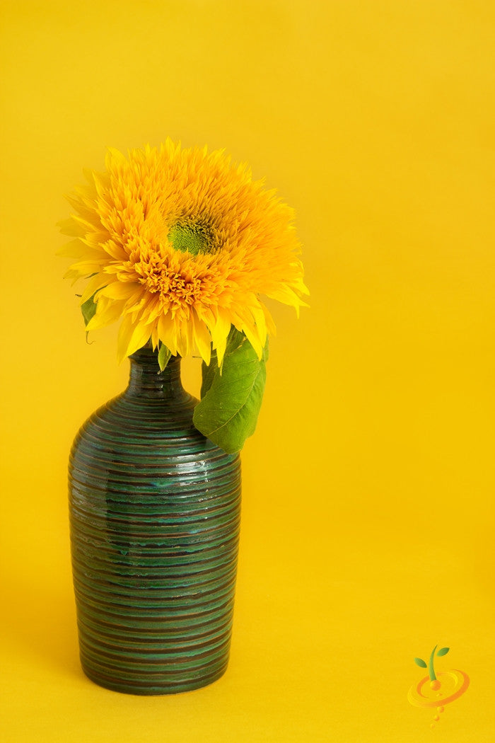 Sunflower - Sungold, Tall.